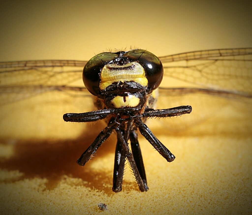 ワインのサブスクで宅飲みを充実させる方法は？