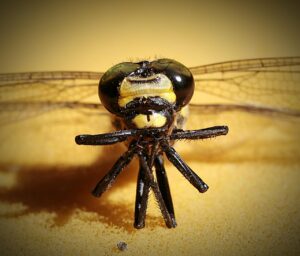 ワインのサブスクで宅飲みを充実させる方法は？