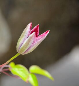 ワインサブスク初心者におすすめの比較ポイントは？